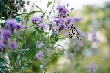 Avant Gardening & Landscaping photo 6
