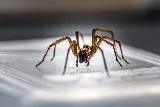 The Pest Detective photo 6