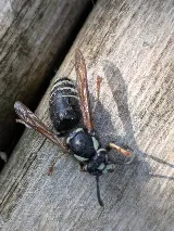 Dragon Pest Control photo 4