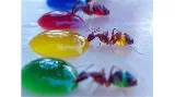Nature Science Pest Control, Inc. photo 8