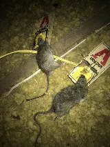 Ikill Pest Control Inc photo 4