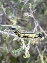 South Plains Pest Control photo 3