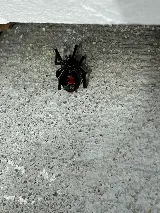 RIDD Pest Control photo 8