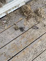 Pestlink Pest Control Edmonton Inc photo 10