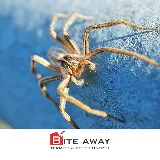 Bite Away Termite and Pest Control Inc photo 6