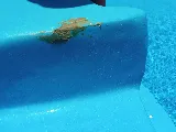Cost Plus Pools photo 2
