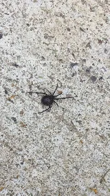 J D's Pest Control photo 5