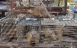 Paterson Wildlife Control photo 2