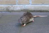 Smithereen Pest Management Services photo 7