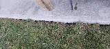 Insight Pest Solutions