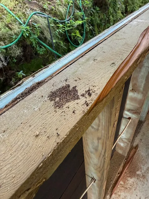 Menehune Pest Management - Honolulu HI photo 1