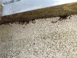 NYC Extermination