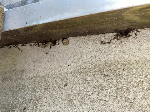 NYC Extermination in New York City