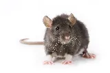 Pest Pro Pest Control photo 9