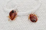 Bug Busters photo 3