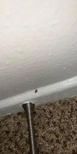 J&J Exterminating Tyler photo 3
