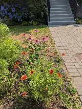 Black Cat Gardenscapes photo 7
