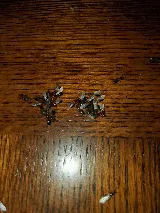 Pristine Pest Control LLC photo 8