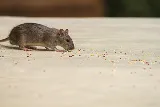 OPC Pest Services photo 3