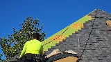Roof Gecko