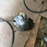 Boston Best Pest Control photo 8