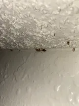 Craig & Sons Termite & Pest Control, Inc photo 8