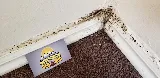 Rocky Mountain Bed Bug photo 4