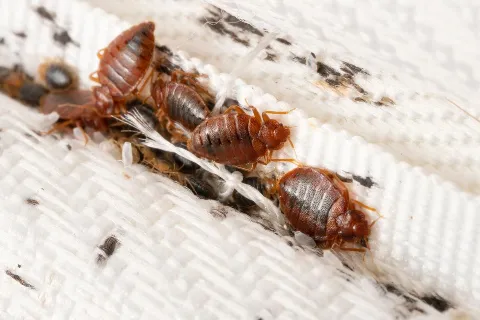 Pestigo Pest Control Hamilton in Hamilton
