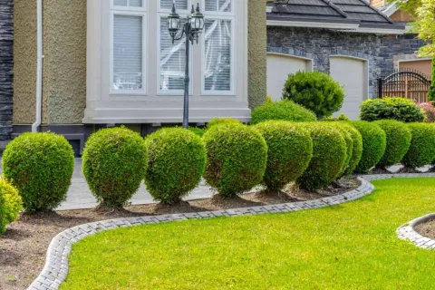 Gonzalez & Sons Landscaping Inc photo 1