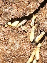 American Pest photo 6