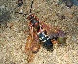 Pest and Pool Wranglers Inc photo 5