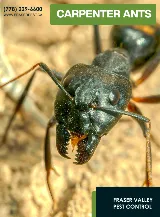 Fraser Valley Pest Control photo 4