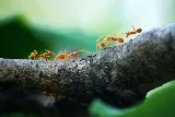 Final Exterminators photo 8