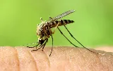 BugBros Pest Control photo 6