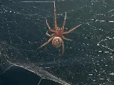 Thrasher Pest Control photo 4