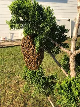 Prestige Pest Control photo 8