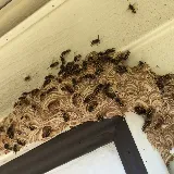 Pest Scene Investigations photo 5
