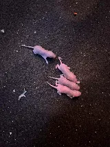 A to B Pest Control LLC photo 8