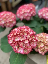 Trevisanutto's Greenhouses & Landscape Design photo 8