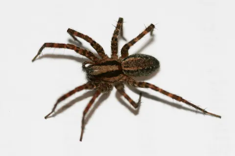 Pied Piper Pest Control in Anchorage