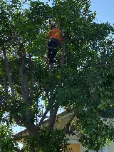 Arbol Roble Landscaping Services photo 2