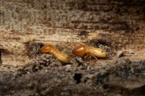 A1-Termite & Pest Control photo 1