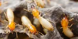 Bug Shockers photo 5