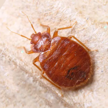 Elite Pest Control Inc 12+ years in Industry in Regina