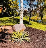 Rain, Sun and Us Landscaping photo 5