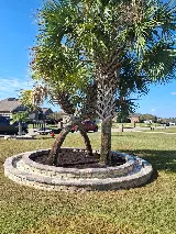 Miguel Landscaping photo 4