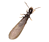 Hi-Tech Express Pest Control LLC