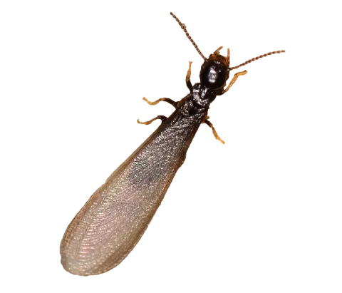 Hi-Tech Express Pest Control LLC in Jackson