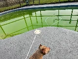 All About Pool Care Services, LLC