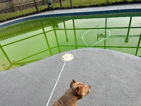 All About Pool Care Services, LLC photo 1